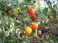 Solanum pimpinellifolium